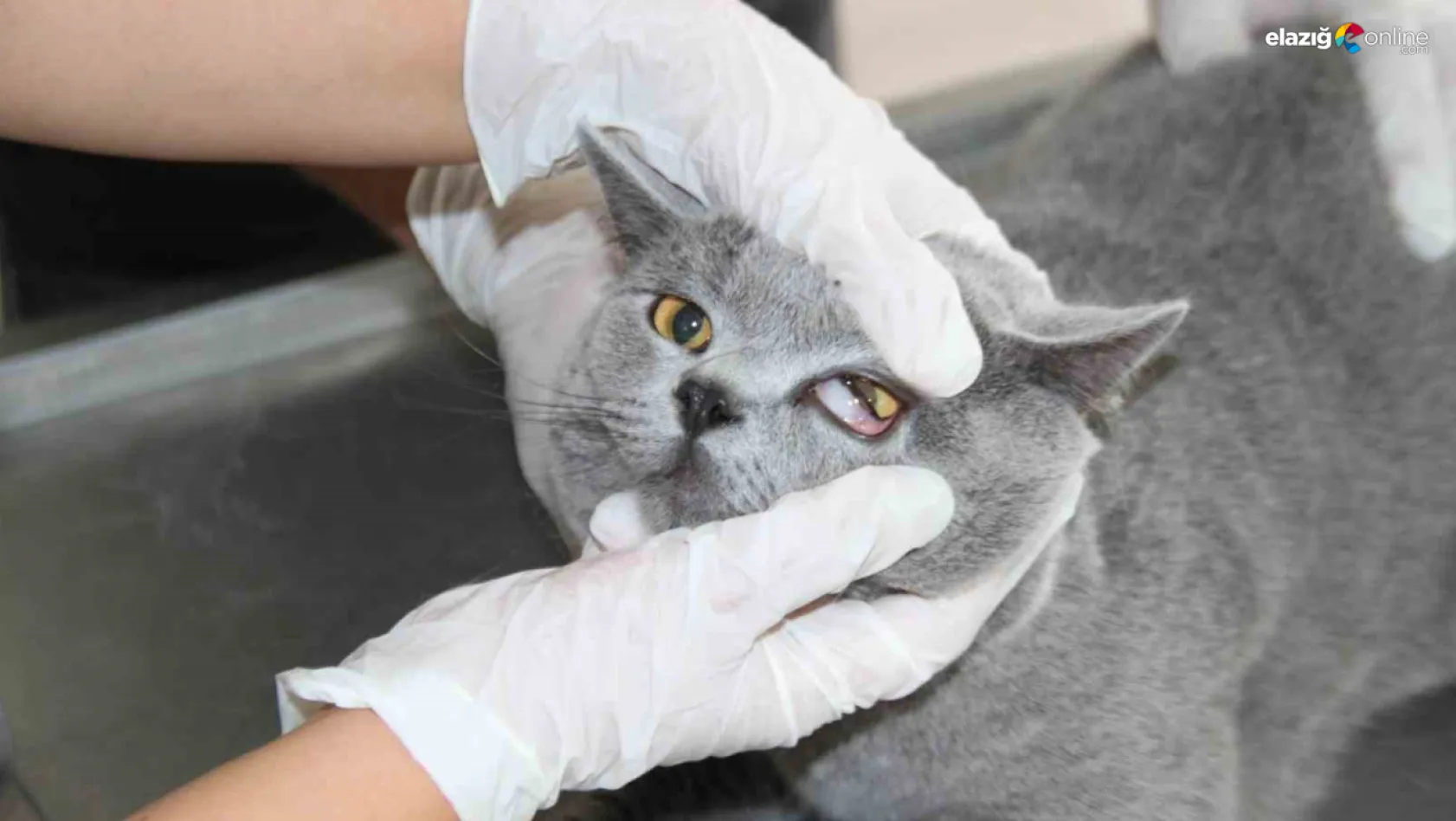Fırat Üniversitesi Hayvan Hastanesi'nde 5 ayda 3 bin hayvan tedavi edildi