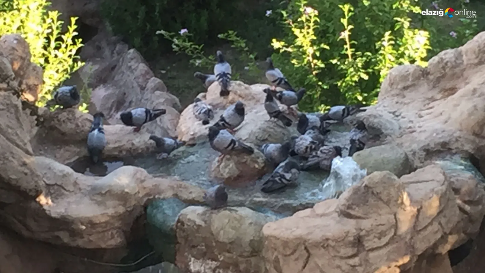 Güvercinlerin havuz sefası kameralara yansıdı