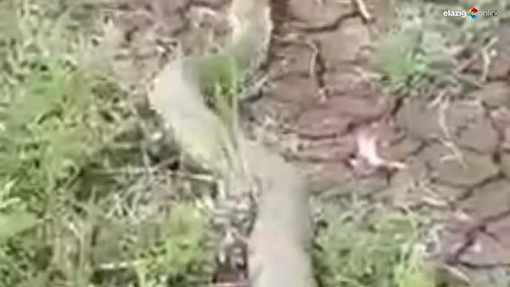 Türkiye'nin en zehirli yılan türü Elazığ'da görüntülendi!