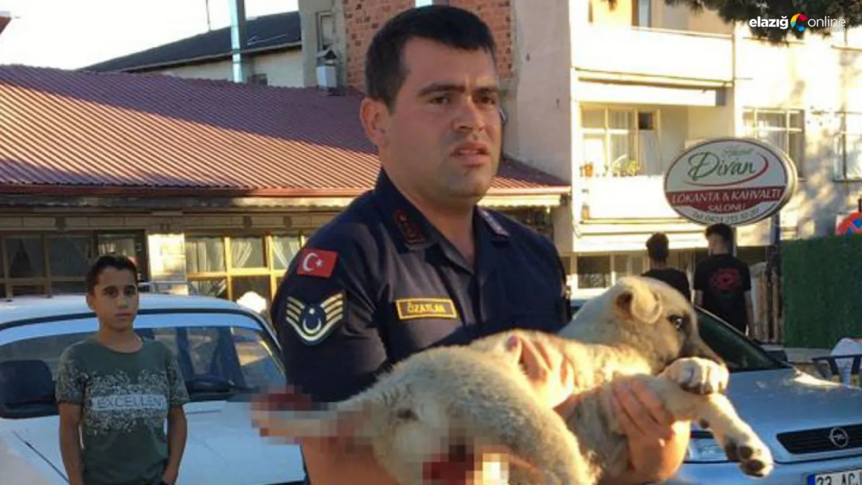 Jandarma ekipleri minibüsün çarptığı köpek için seferber oldu