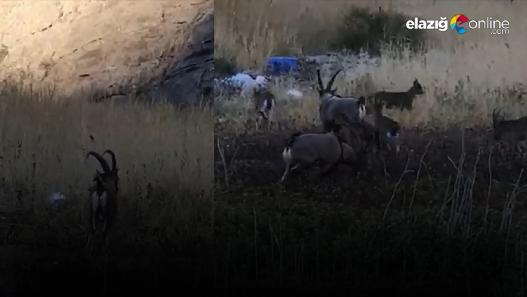 Karaleylek Kanyonu'nda yaban keçileri görüntülendi