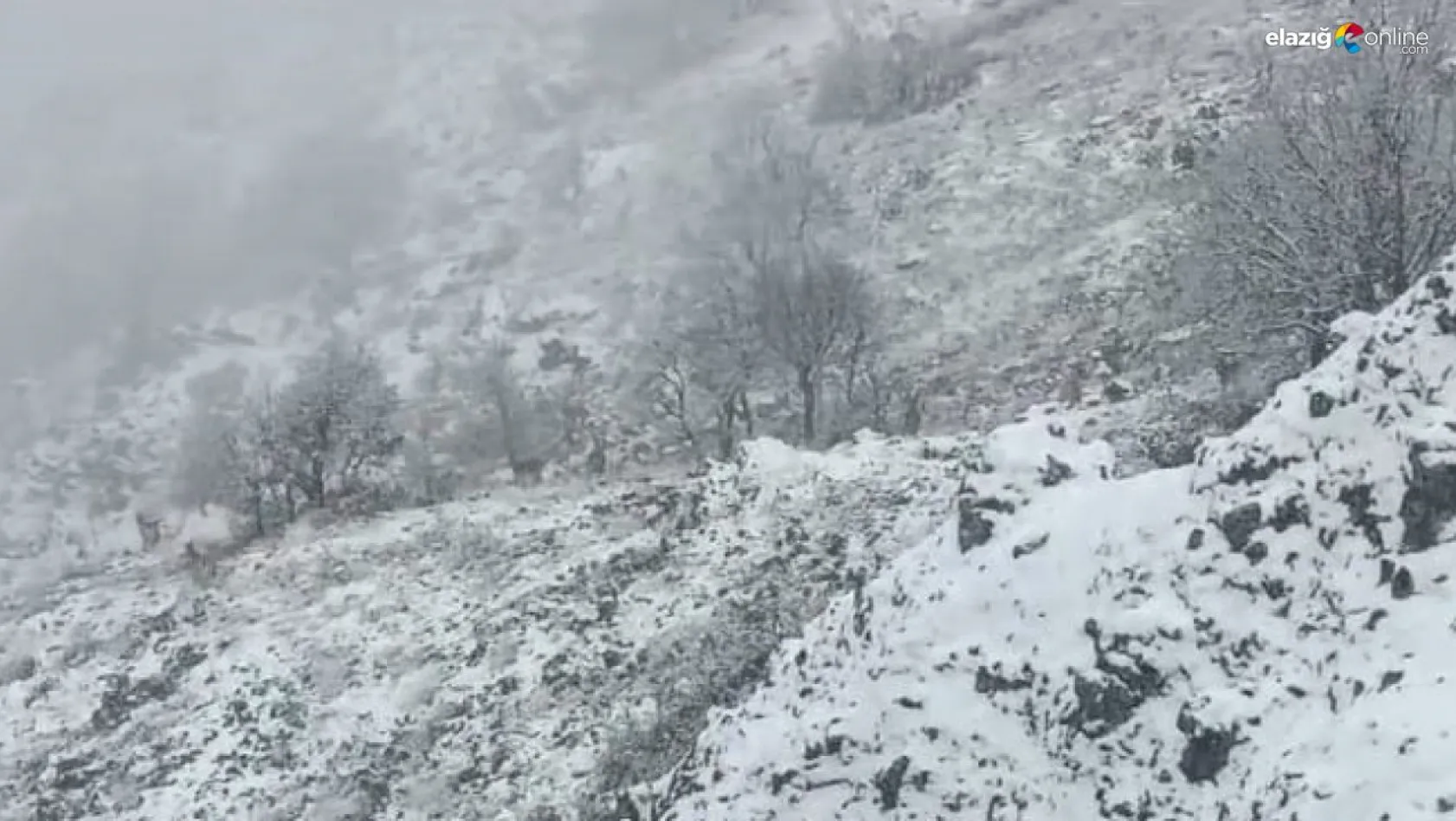 Karlı dağlarda yem arayan yaban keçileri görüntülendi