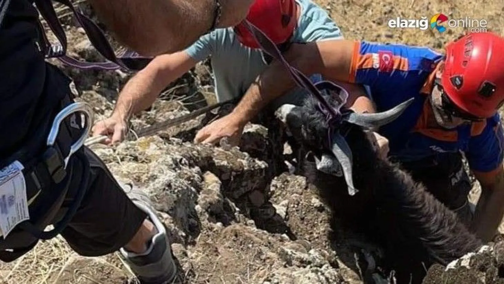 Kayalıklarda 3 gündür mahsur kalan hayvanlar kurtarıldı