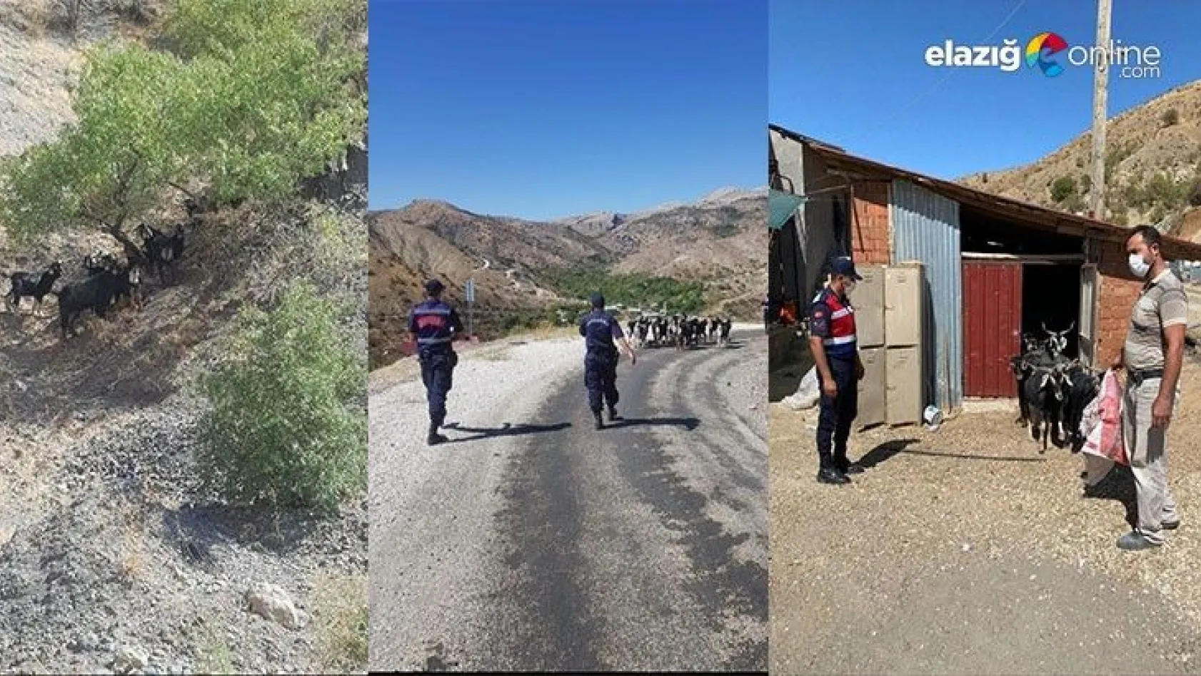 Kaybolan keçiler jandarmanın drone desteği ile bulundu