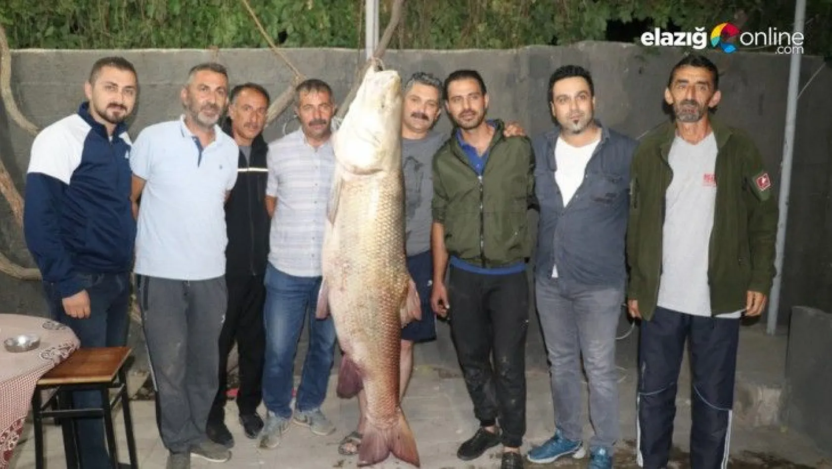 Kemah'ta 85 kg ağırlığında turna balığı yakalandı