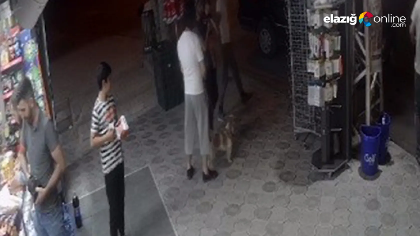 Köpeklere kedi saldırdı, o anlar güvenlik kamerasına yansıdı