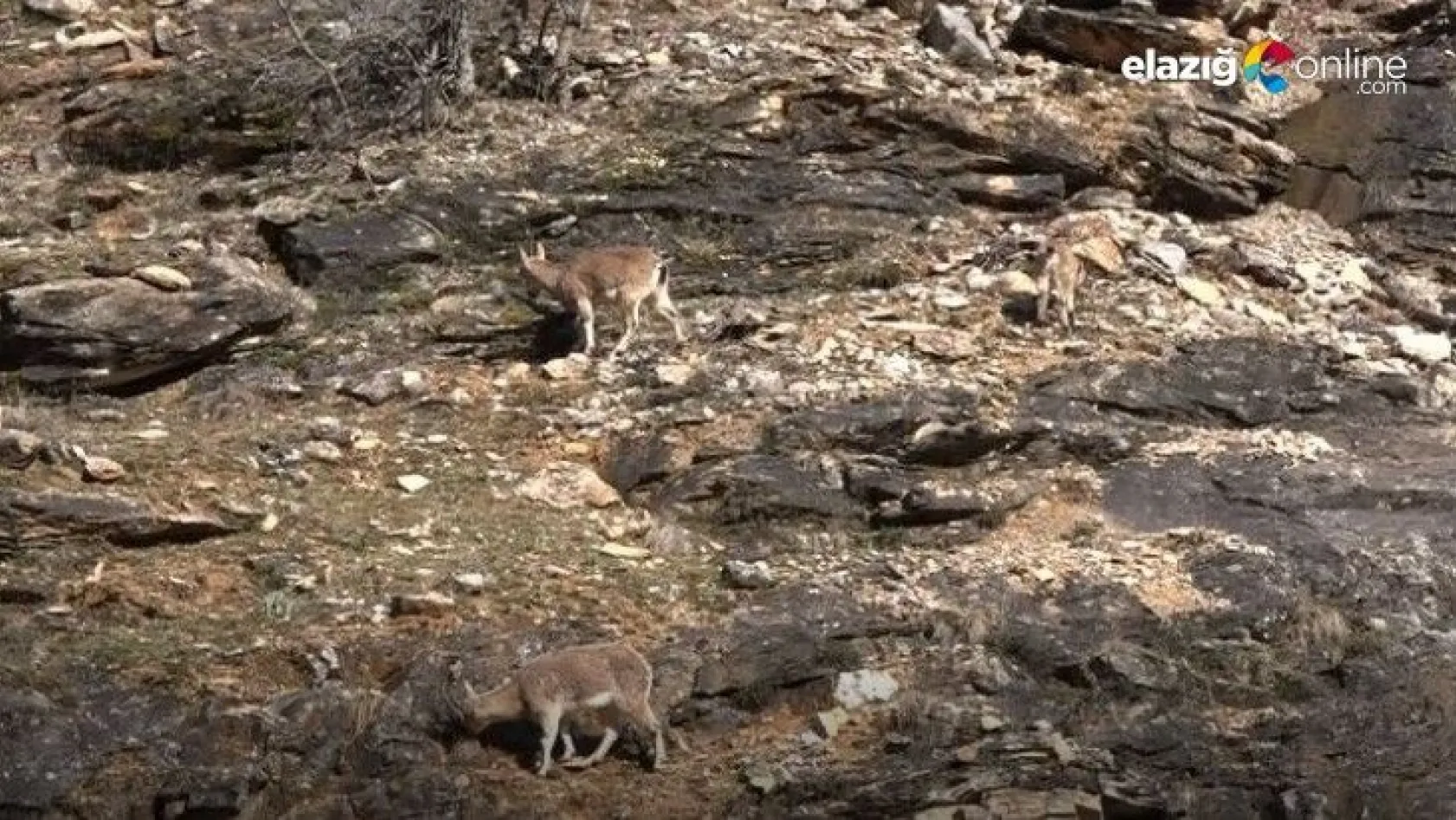 Koruma altında bulunan yaban keçileri Tunceli'de görüntülendi