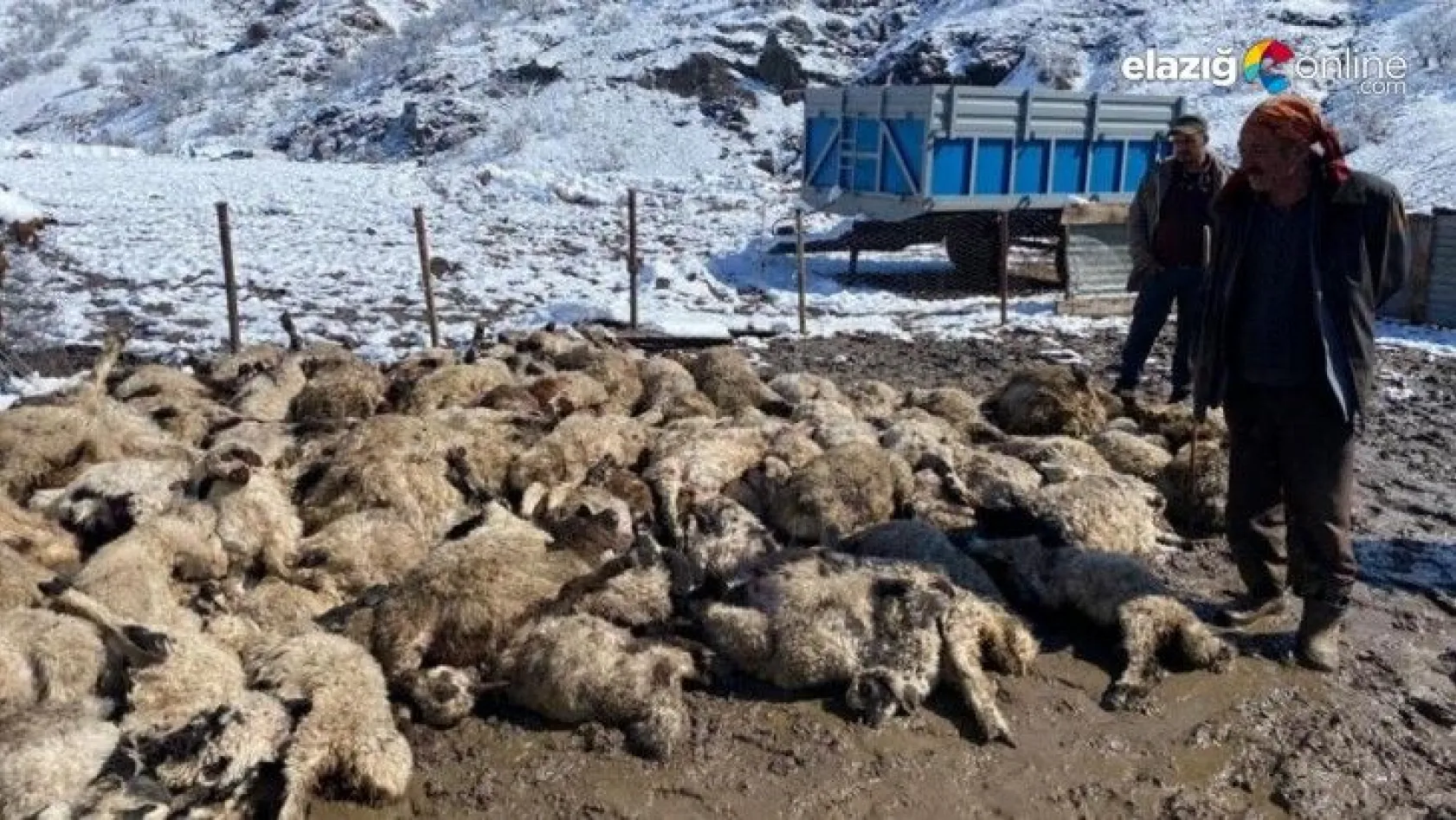 Koyun kuzu izdihamında 82 hayvan telef oldu