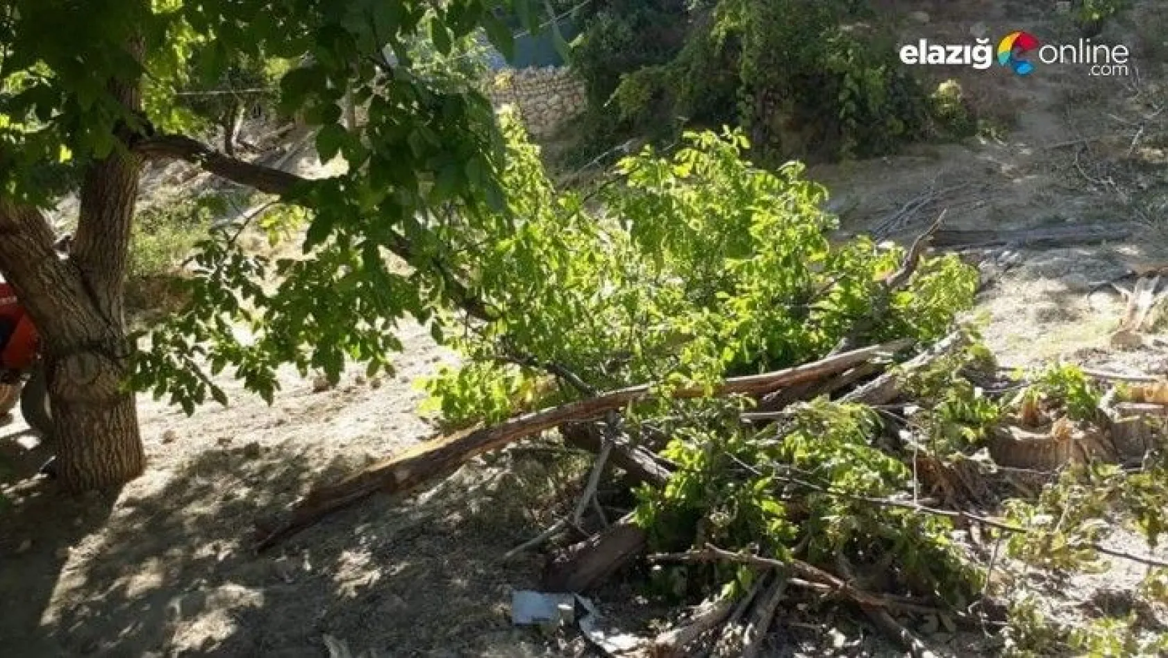Kuvvetli rüzgar, elma bahçesine zarar verdi
