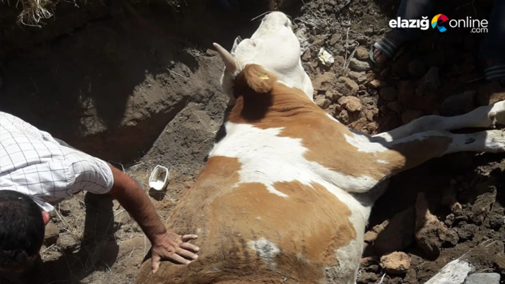 Kuyuya düşen inek, itfaiye ekipleri tarafından kurtarıldı