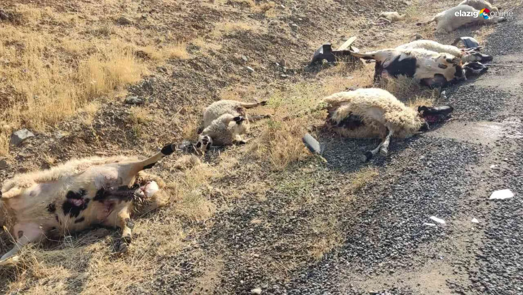 Otomobil sürüye daldı: 12 koyun telef oldu