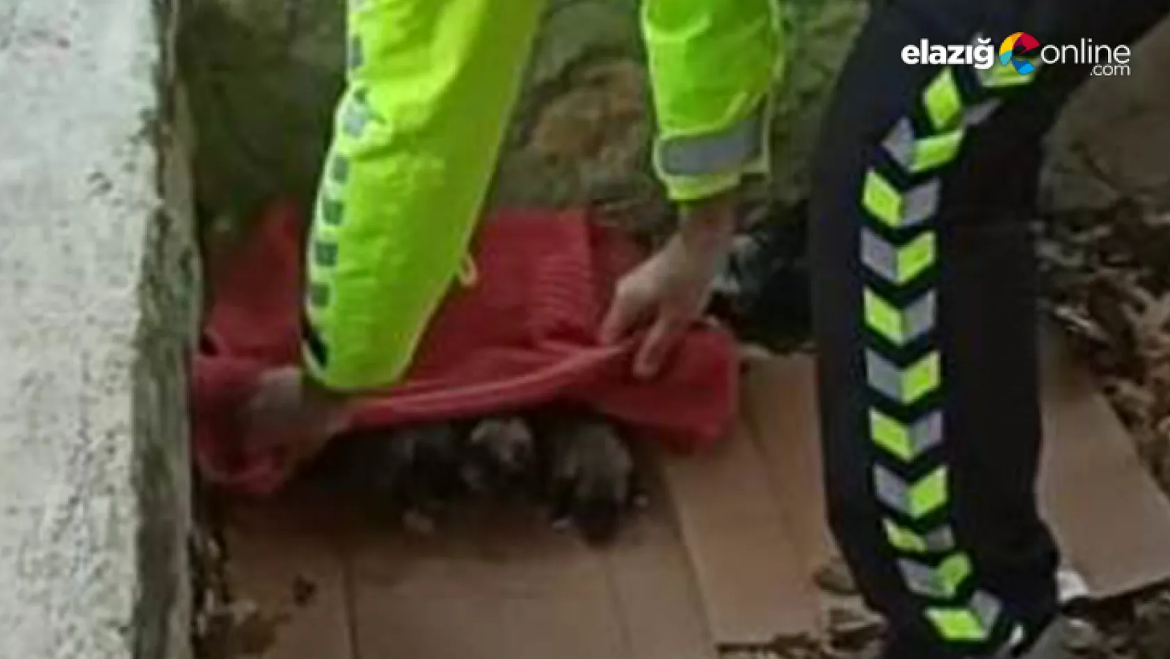 Polisten donmak üzere olan yavru köpeklere şefkat eli