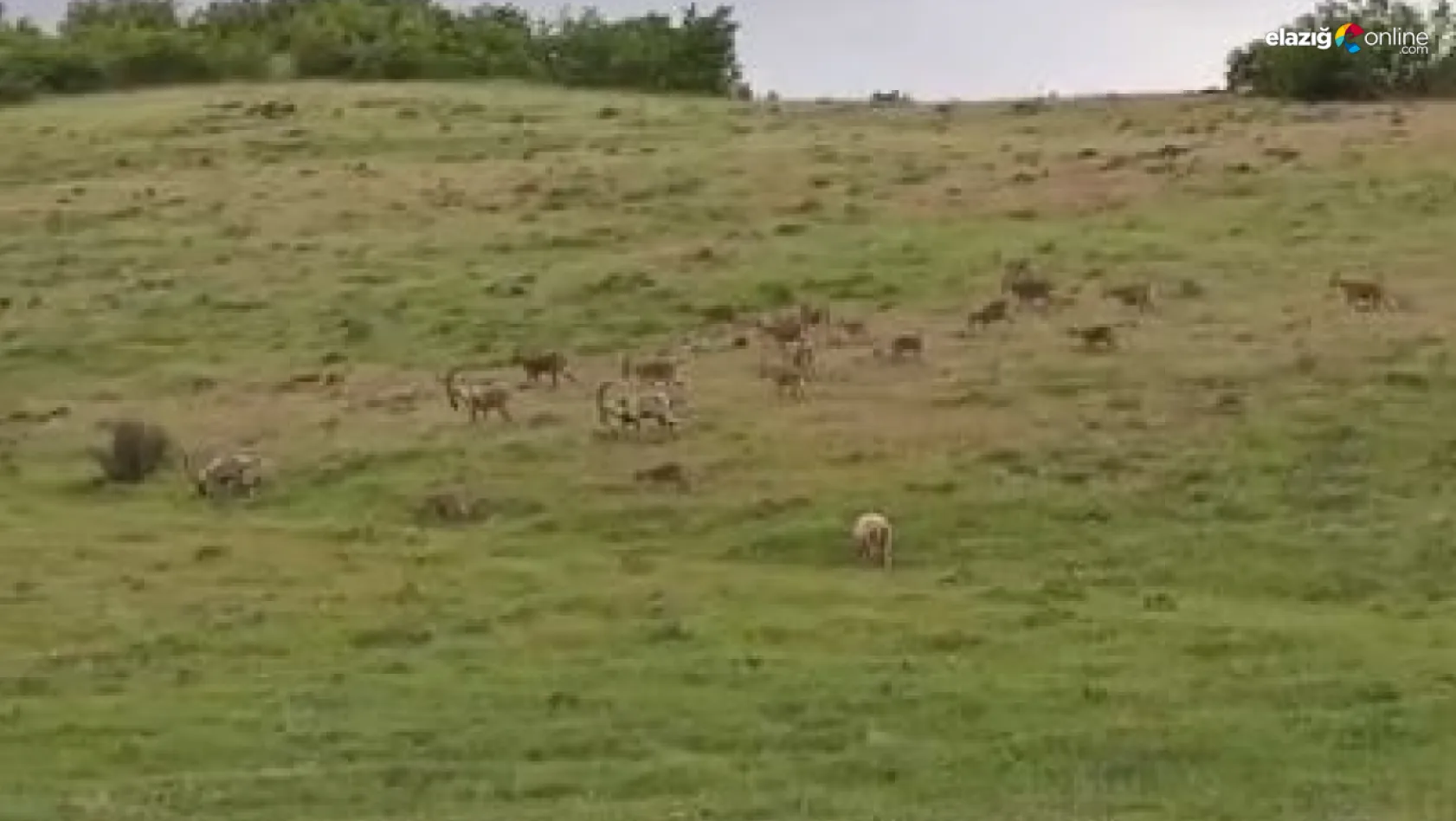Dağ keçileri dikkat çekmeye devam ediyor!