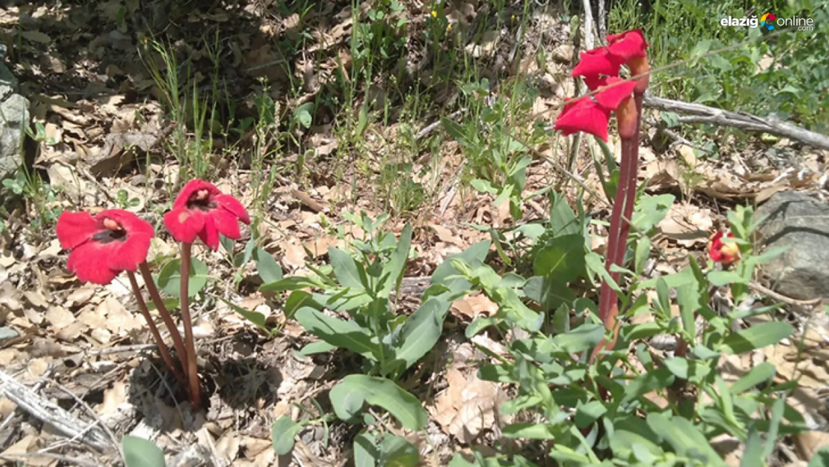 Sivrice'de 'Kırmızı Mercan Bezelyesi' çiçeği görüntülendi