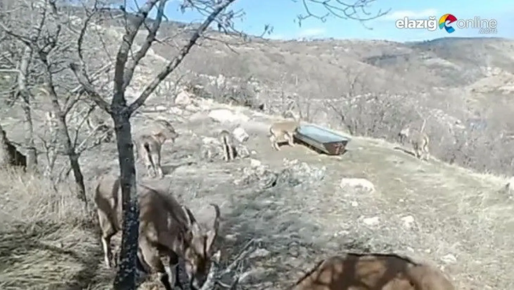 Su ve yiyecek ihtiyacını karşılayan dağ keçileri, fotokapanla görüntülendi