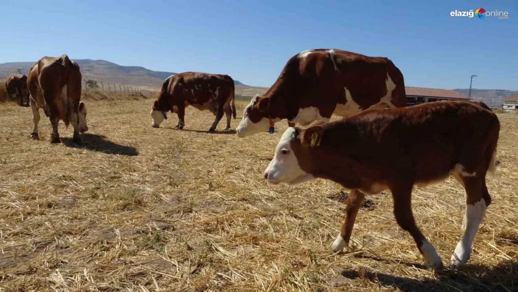 Sultansuyu'nda süt sığırcılığı üretimi arttırılıyor