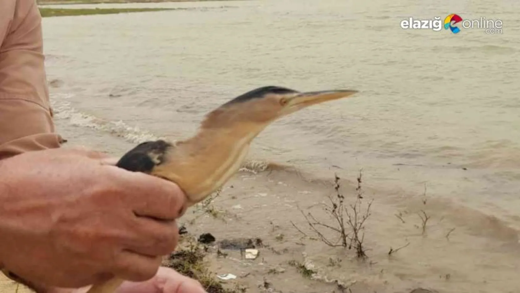 Balaban kuşu tedavisinin ardından tekrar doğaya bırakıldı