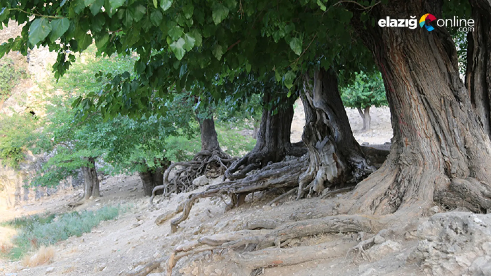 Tunceli'de asırlık dut ağacı bahçesi dikkat çekiyor