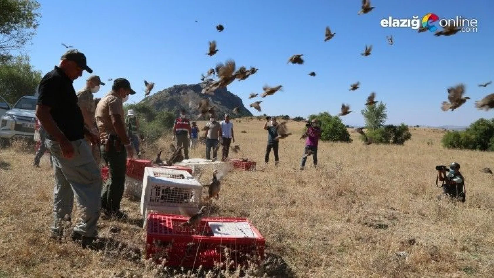 Tunceli'de bin adet keklik doğaya salındı