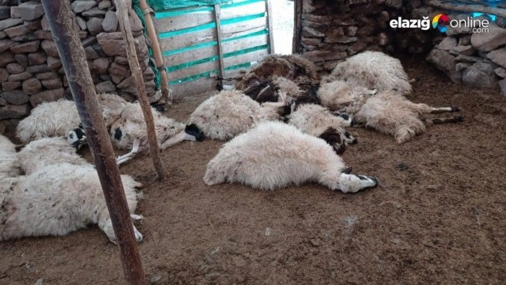 Tunceli'de bir ağılda 27 koyun izdihamdan telef oldu