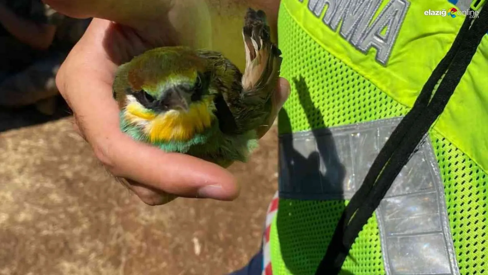 Tunceli'de kanadı kırık arı kuşuna jandarma sahip çıktı