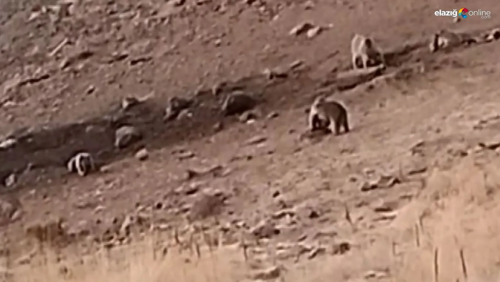 Tunceli'de sakatat için ziyaretgaha gelen 4 boz ayı görüntülendi