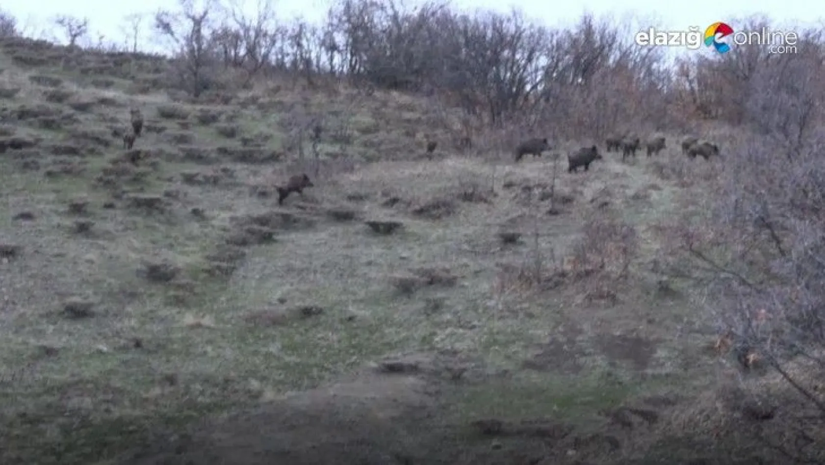 Tunceli'de sürü halinde yola inen domuz sürüsü görüntülendi
