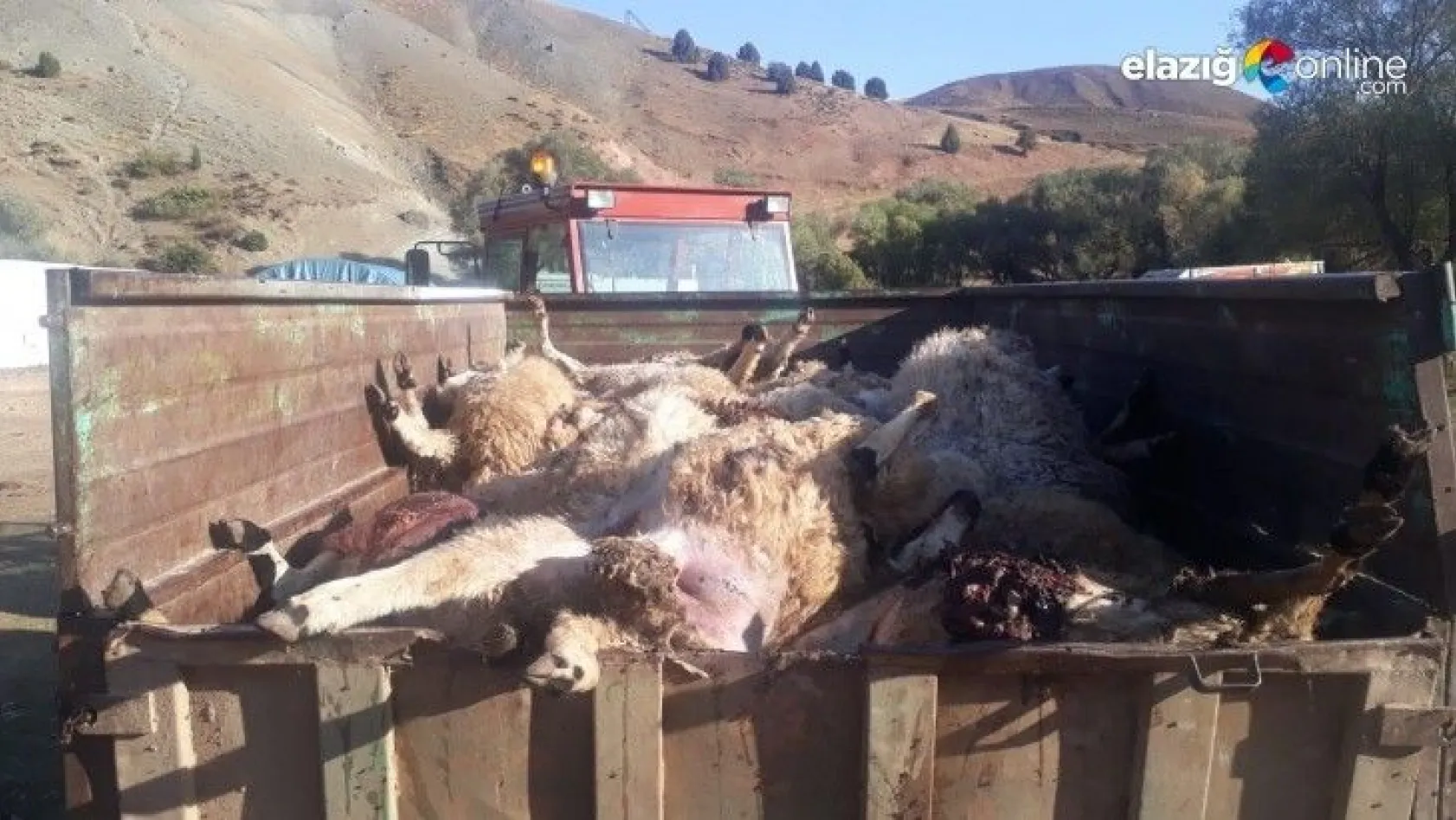 Tunceli'nin Pülümür ilçesinde ayılar 70 koyunu telef etti