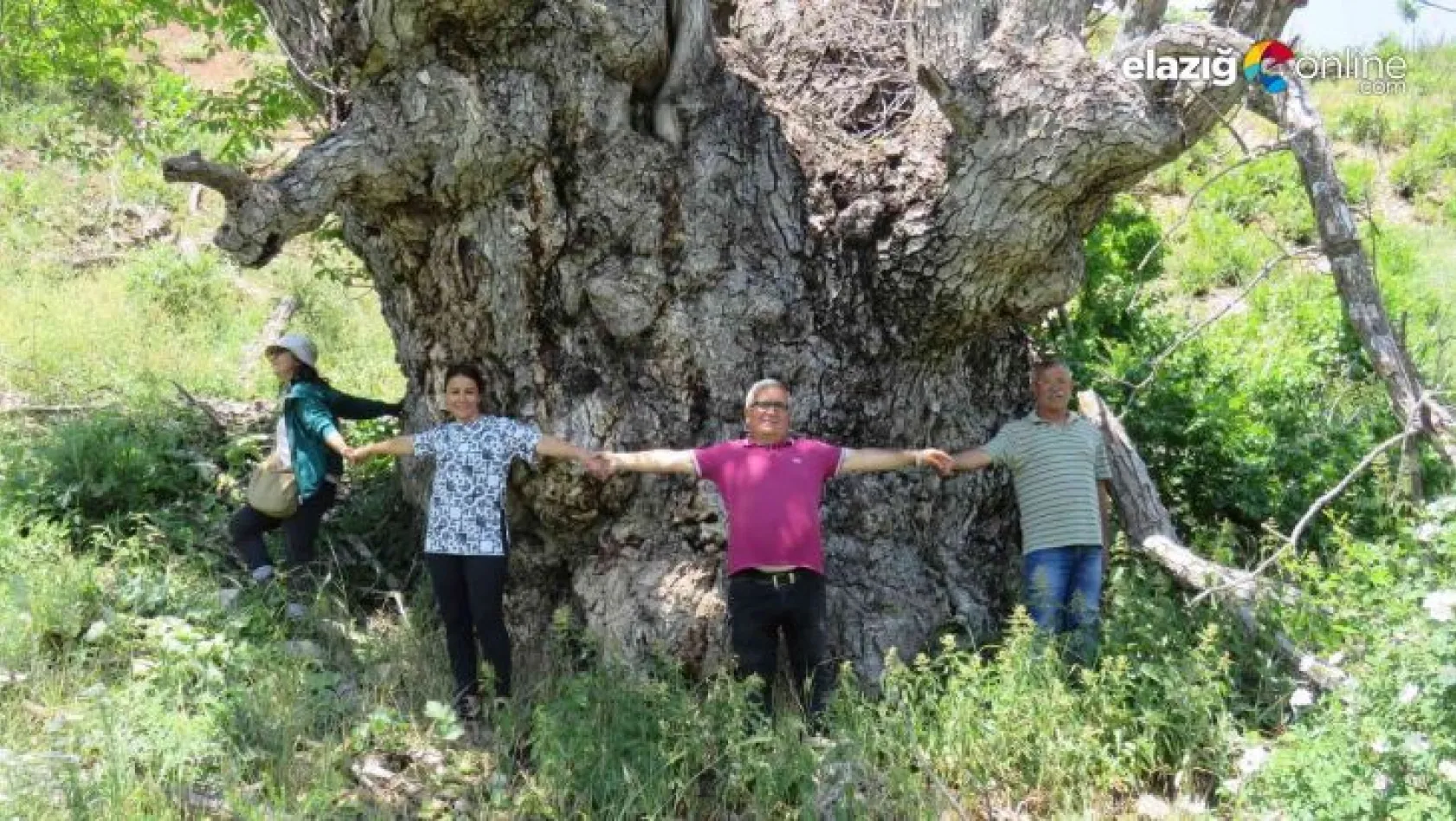 Türkiye'de şu ana kadar görülmedi: Tunceli'de 9 metre 22 santimetre gövde çapına sahip ceviz ağacı tespit edildi