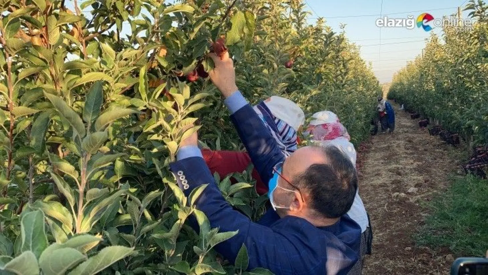 Vali Erkaya Yırık, işçilerle birlikte elma hasadına katıldı