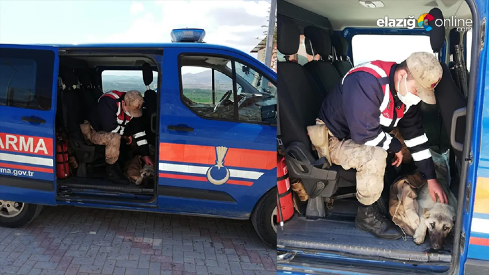 Yaralı köpeği fark eden jandarma, ekip aracıyla hastaneye götürdü