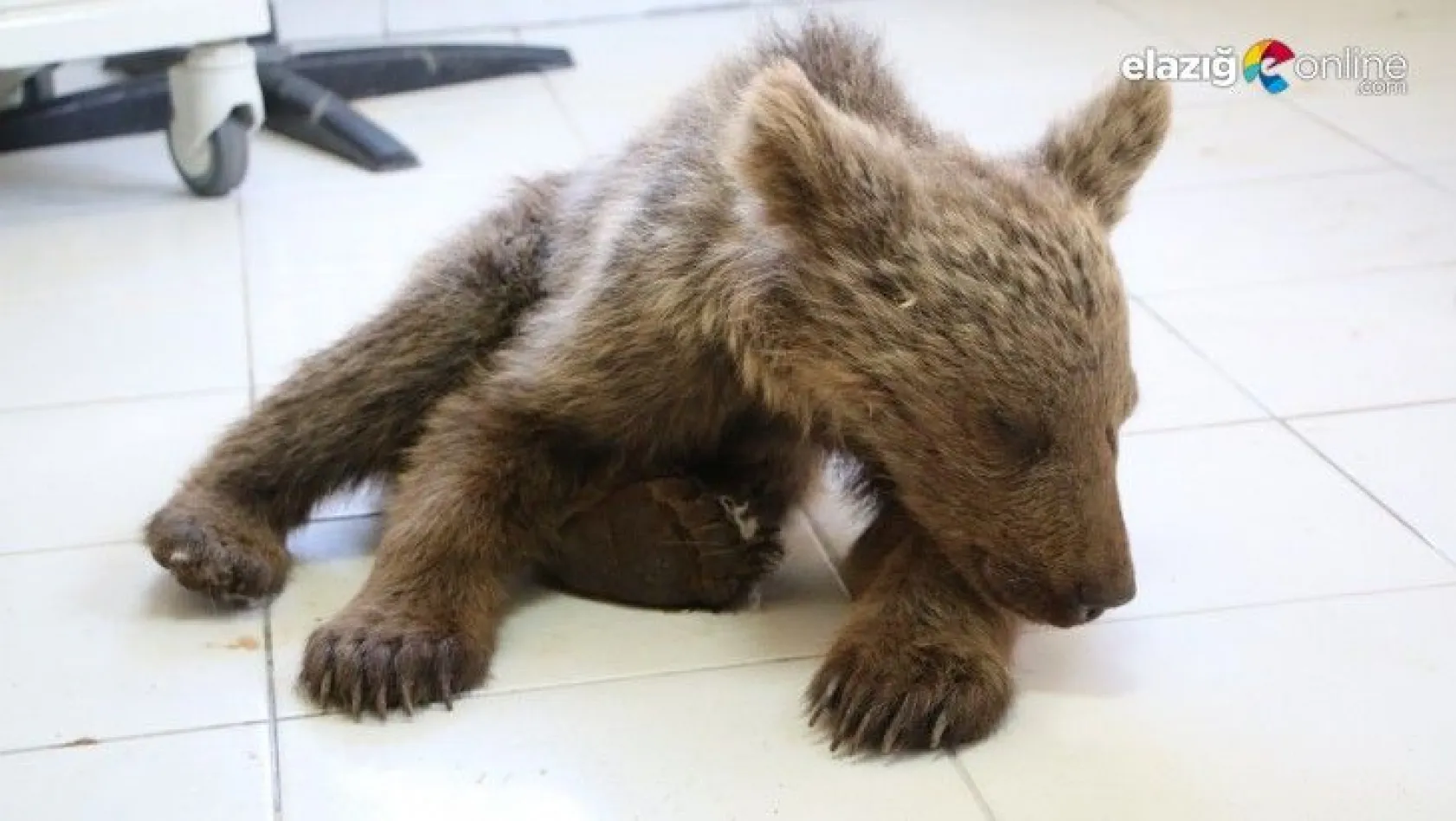 Kayalıklardan düşerek yaralanan yavru ayı tedavi altına alındı