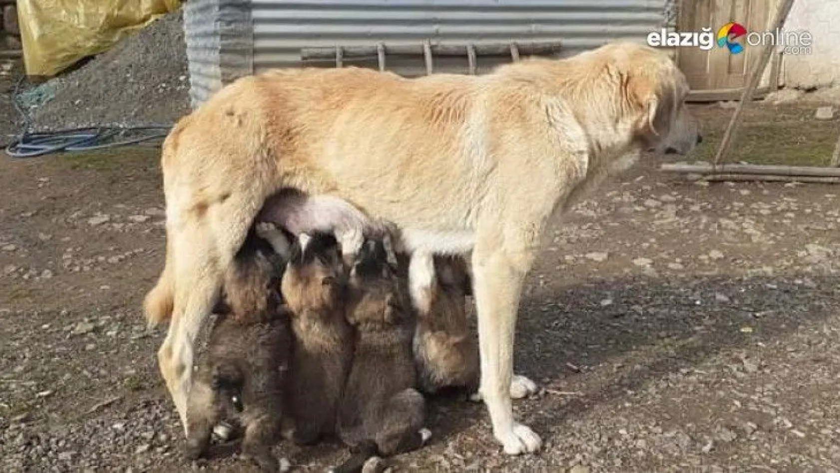 Yavru köpekler annelerine kavuştu