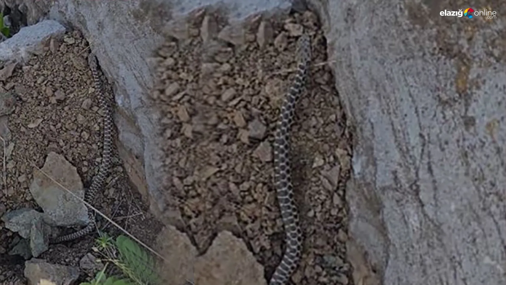 Zehirli 'Kocabaş Yılanı' Alacakaya'da görüntülendi