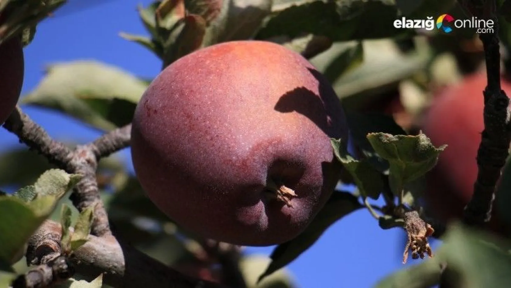 Bir çok tarım ürünü ile ön plana çıkan Elazığ'da, kırmızı elmanın hasadı başladı