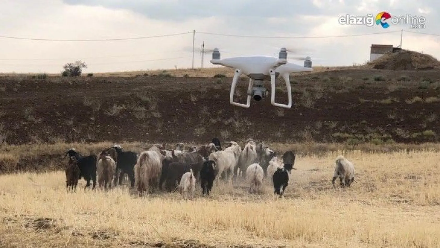 Firar eden hayvanlar, 7 kilometre uzakta drone ile bulundu