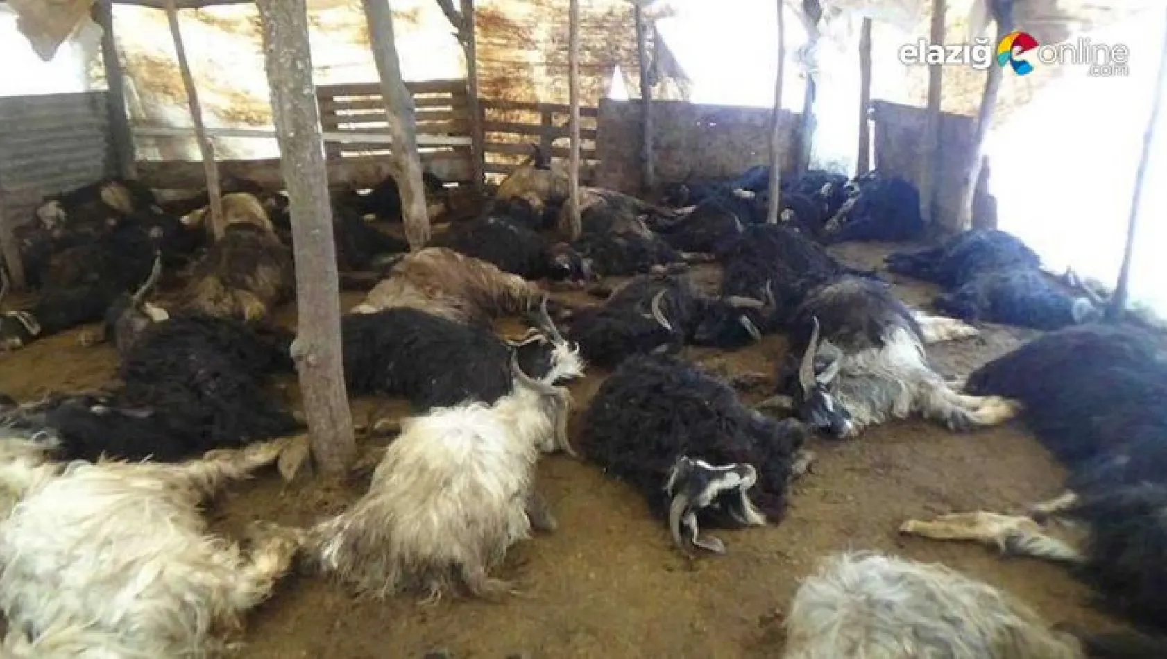 Palu'da kurt saldırısı sonucu 10 keçi telef oldu
