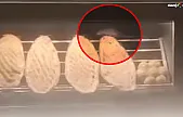 Elazığ'da Fare Görüntülenen Ekmek Fırınına 105 Bin TL Ceza!