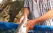 Palu Murat Nehri'nde 2 Milyon Liralık Balık Heyecanı!