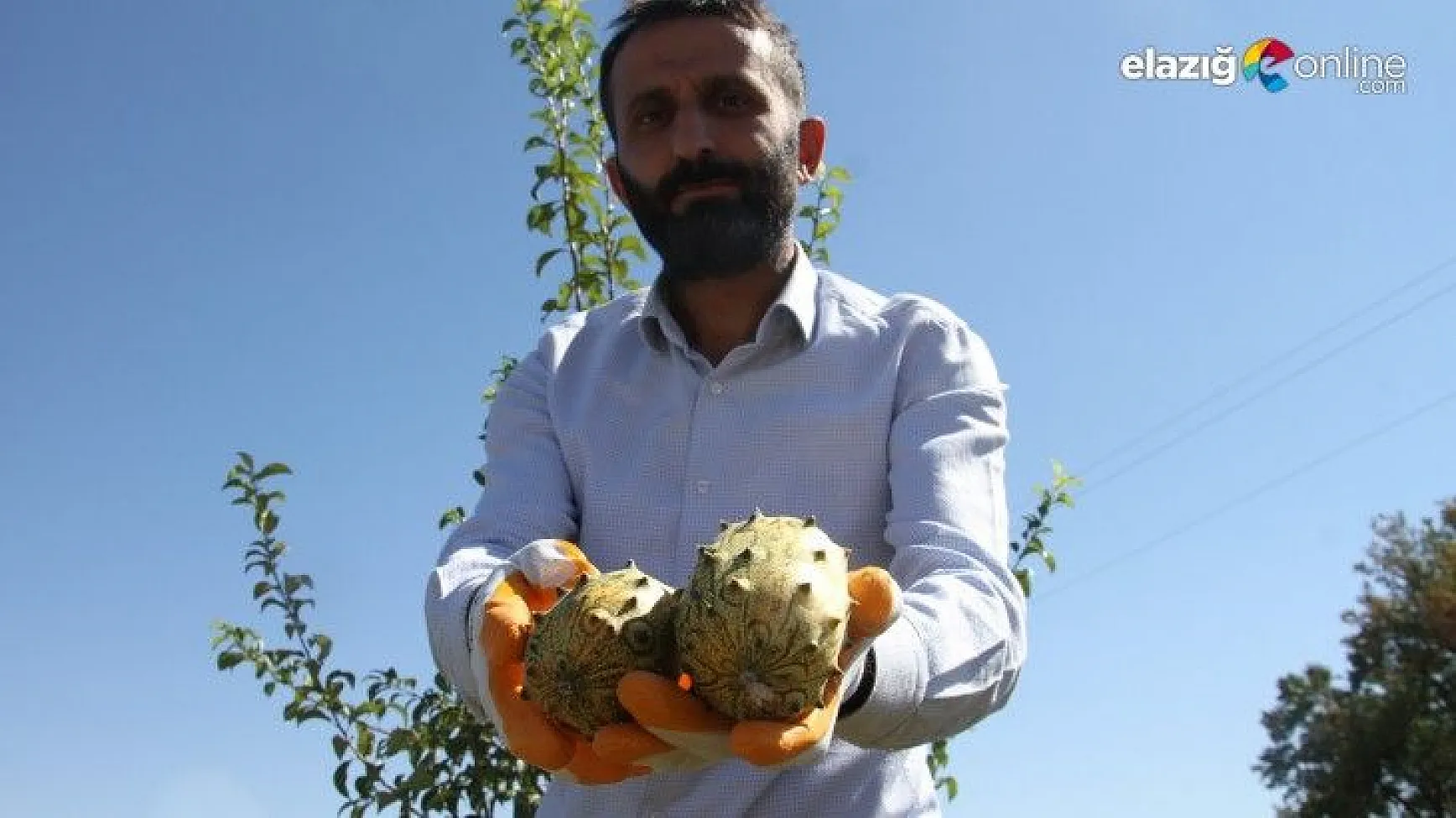 Bölgede ilki başardı, tropik Afrika meyvesi olan Kivano'yu yetiştirdi