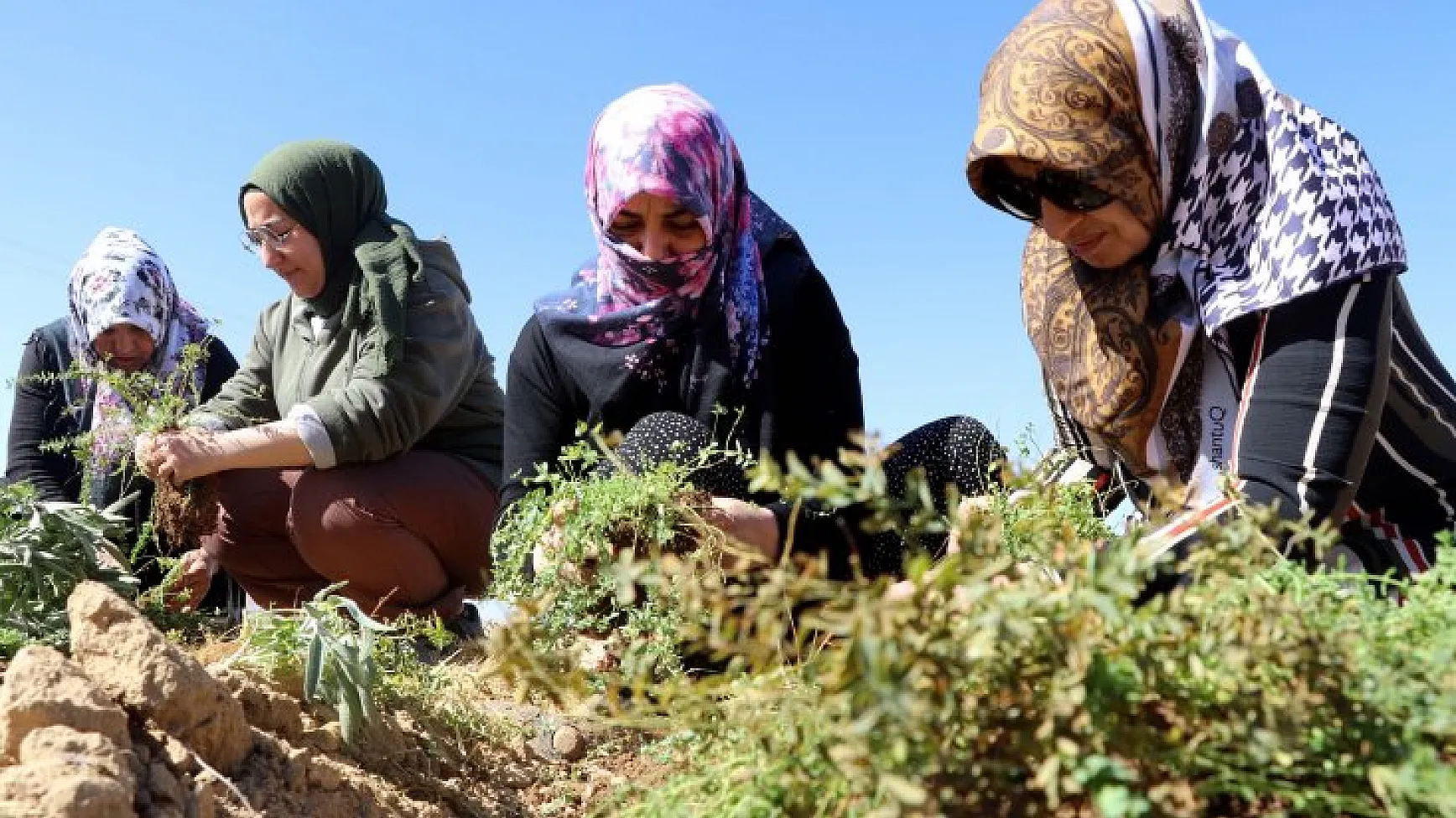 Elazığlı kadınlar atıl arazileri aromatik bitkilerle tarıma kazandırıyor