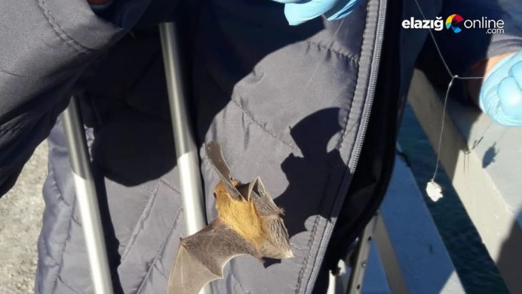 Oltaya balık yerine yarasa takıldı, görenler şaşkına döndü