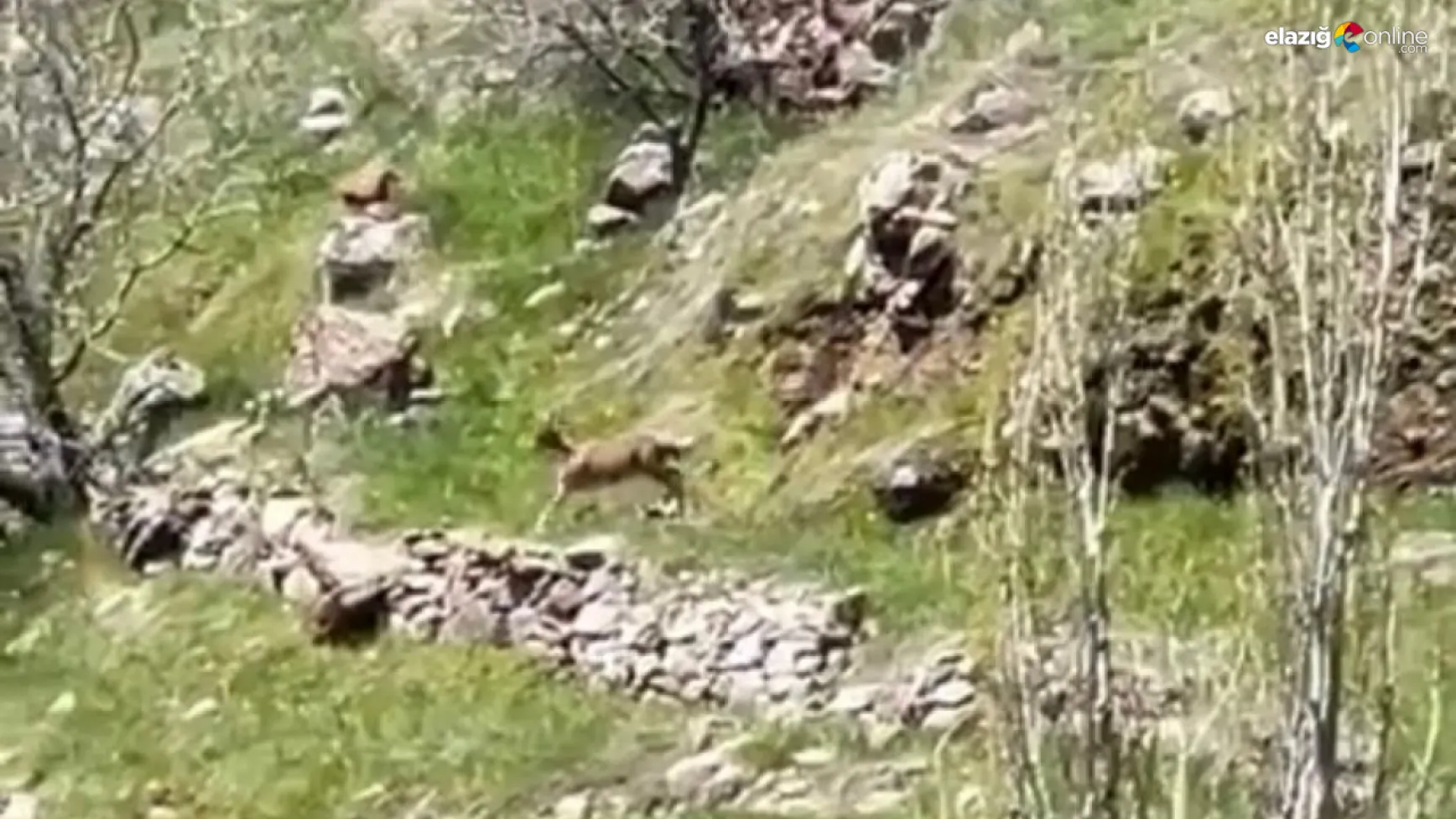 Dağ keçileri bu kez Karakoçan'da görüntülendi