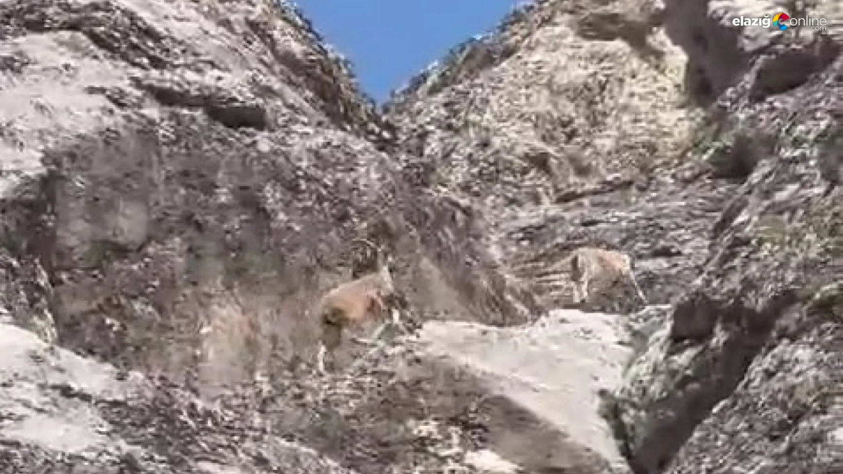 Dağ keçileri Palu Kalesi'nde görüntülendi