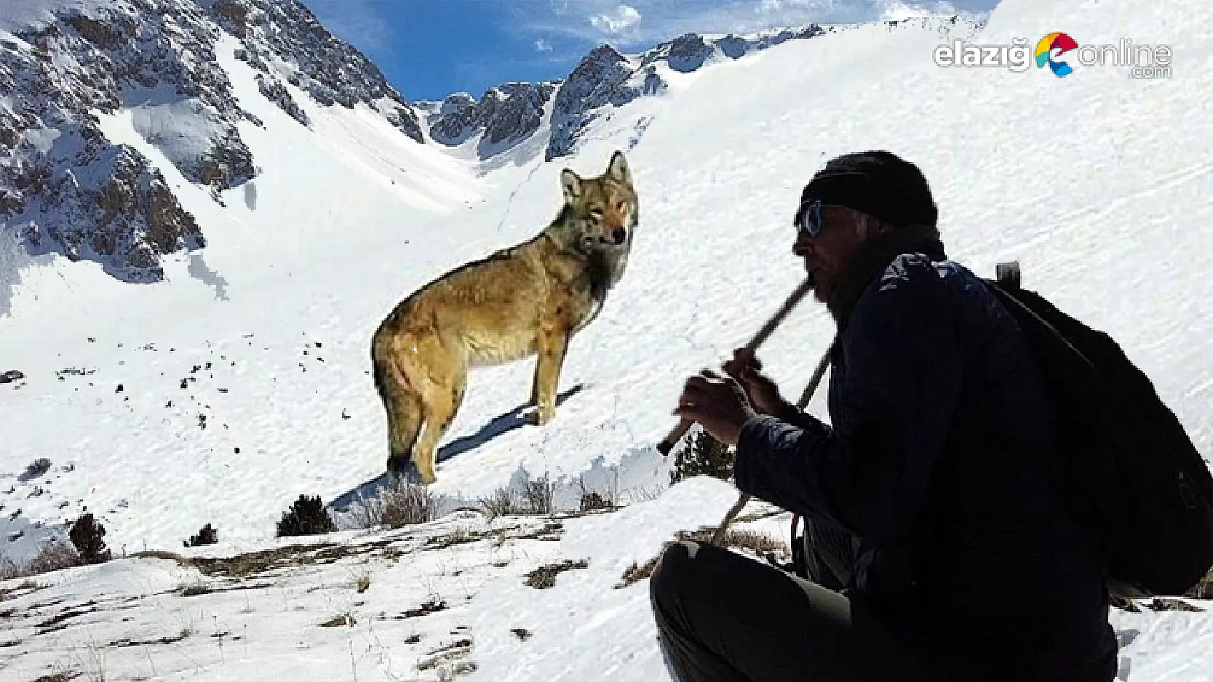 Karlı arazide kurda kaval dinletisi