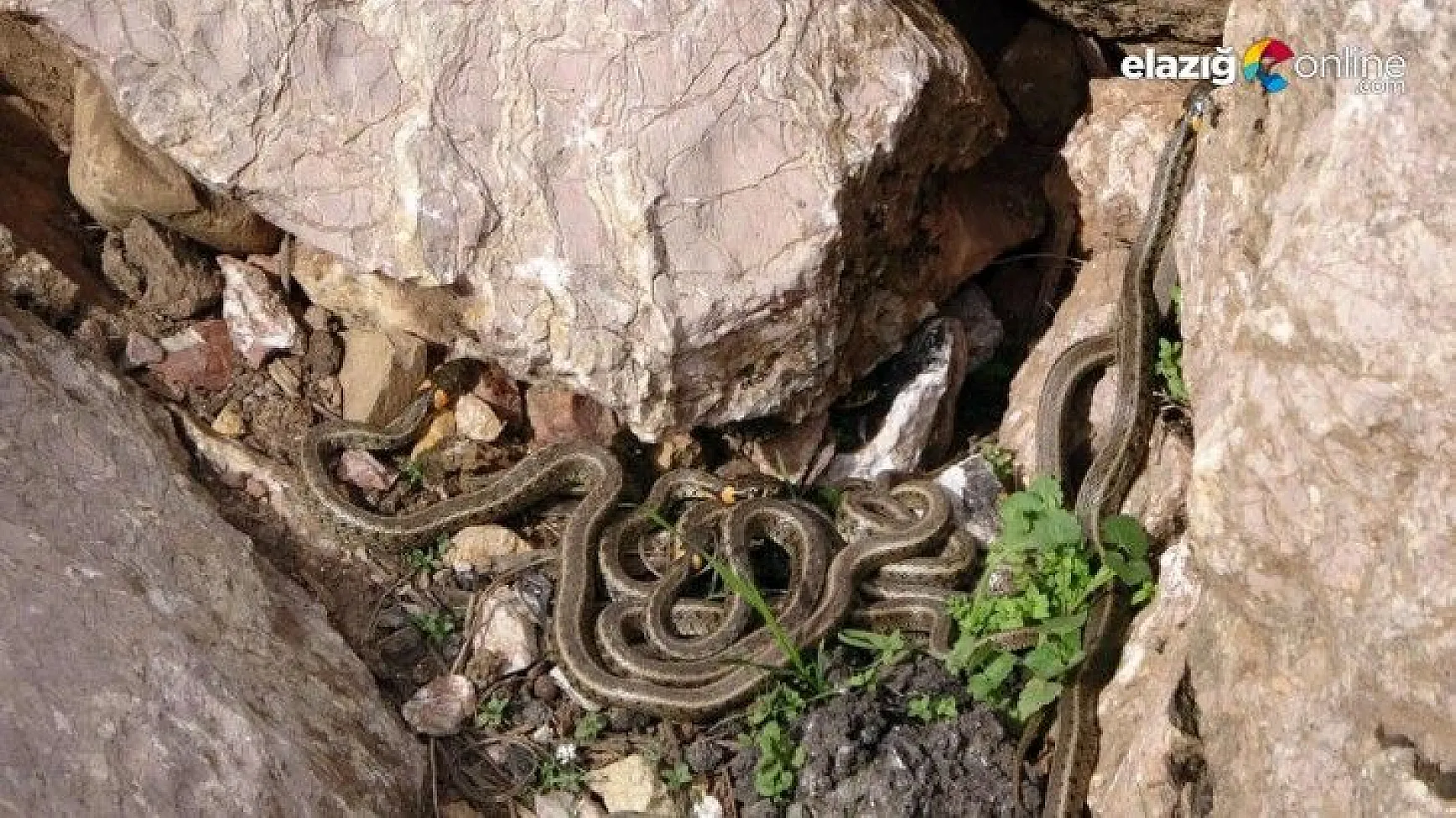 Sürü halinde güneşlenen yılanlar Brezilya’nın ‘Yılan Adası’nı andırıyor