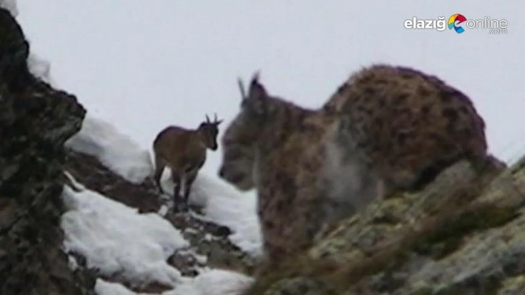 Vaşak ile dağ keçilerini aynı karede görüntüledi