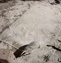 Elazığ'da Belgesellik Anlar! Bal Porsuğu ile Sansar Aynı Karede Görüntülendi