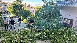 Arapgir'de fırtına ağaçları devirdi