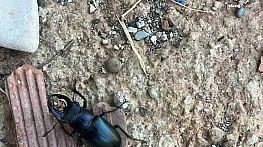 Nesli tükenme tehlikesi altında bulunan böcek türü Diyarbakır'da görüldü
